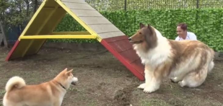 Kendini Köpeğe Dönüştüren Japon Yeni Videosu İle Dikkat Çekti 15 Kendini Köpeğe Dönüştüren Japon Yeni Videosu İle Dikkat Çekti