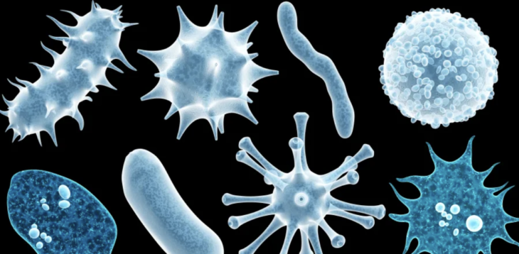 Bilim insanları insan bağırsağında ve ağzında yeni virüsler keşfetti 34 Bilim insanları insan bağırsağında ve ağzında yeni virüsler keşfetti