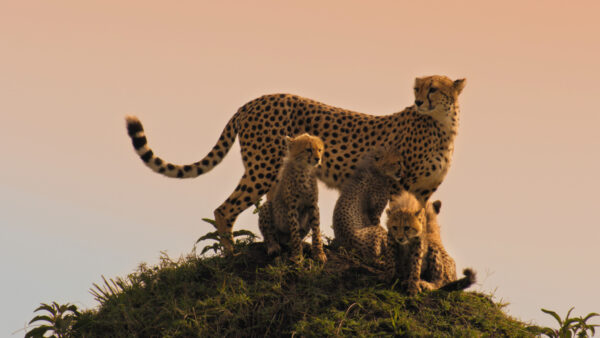 BBC Earth Memeli Canlılar