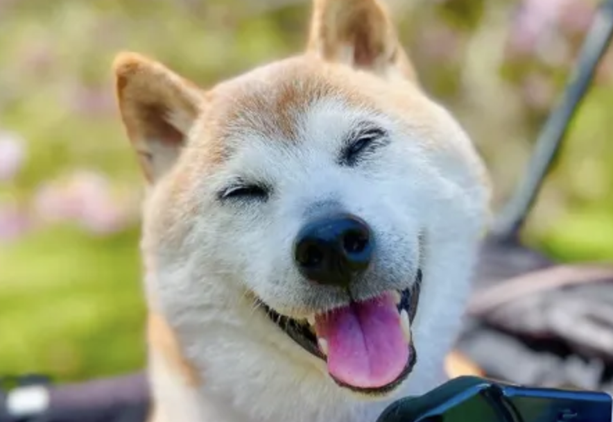 Dogecoin köpeği hayatını kaybetti!