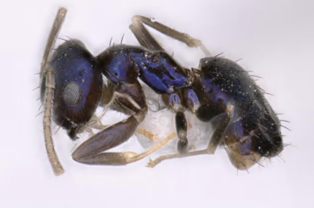  mavi karınca türü keşfedildi
