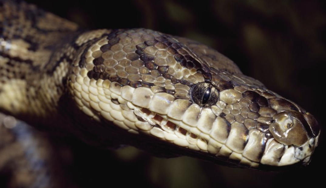 Ormanda kaybolan kadın bakın nereden çıktı!