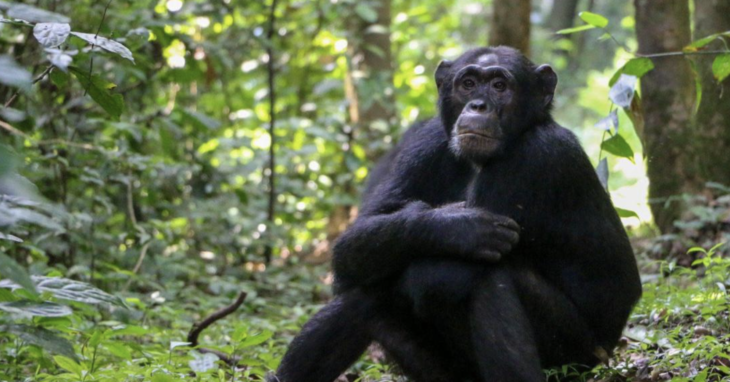 Şempanzelerin bitkisel tedavi yöntemi keşfedildi