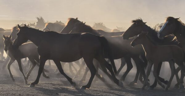 Coşkun Aral 'ın Son Belgeselinde Türkiye'nin Doğusunda Görsel Bir Yolculuğa Çıkın 4 Coşkun Aral