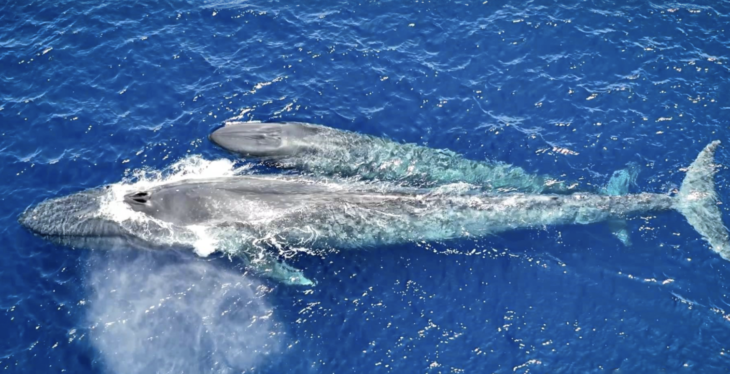 Mavi balina yavrusunu emzirirken görüntülendi!