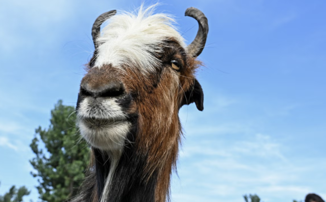 Bilim İnsanları Yapay Zekaya İlginç Bir Özellik Ekledi! 23 Bilim insanları yapay zekaya ilginç bir özellik ekledi!