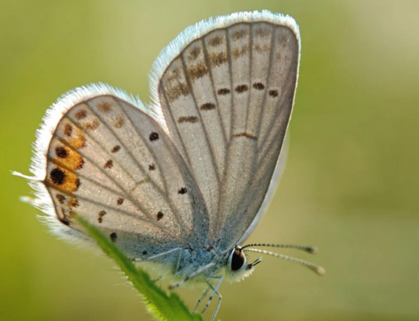 Nubia Z70 Ultra ile Çekilmiş Fotoğraflar Paylaşıldı 2 Nubia Z70 Ultra