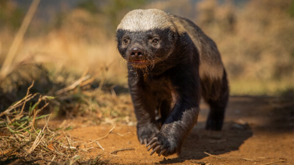 “Ötekileştirme”nin sadece insanlar arasında olduğunu düşünüyorsanız yanılıyorsunuz. Doğal dünyanın iyi, kötü ve açıkçası çirkin ama kahramanca ezilenlerine tanık olacağımız yeni belgesel dizi ‘Ötekiler’, Ryan Reynolds’ın seslendirmesiyle hem Disney+’ta hem de National Geographic WILD’da izleyicilerle buluşacak.   