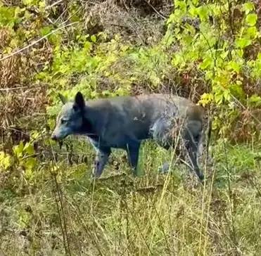 Çernobil’in Mavi Renkli Köpekleri Bilim Dünyasını Şaşırttı 2 Çernobil