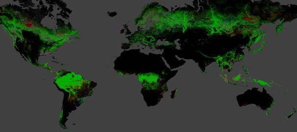 dunya orman haritası