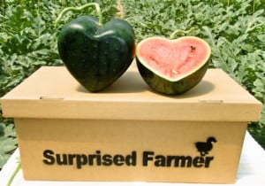 heart shaped watermelon